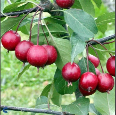 Яблоня декоративная МОКУМ