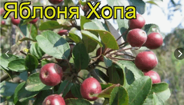 Яблоня ХОПА
