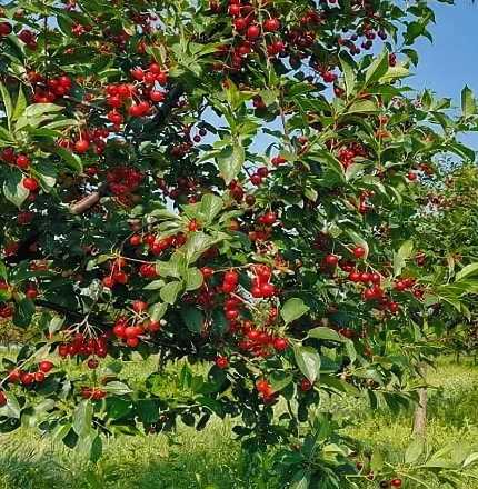 99 Вишня ХАРИТОНОВСКАЯ