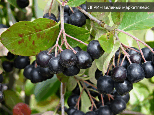 Арония МИЧУРИНА