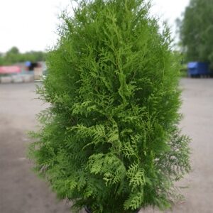 Туя западная Брабант