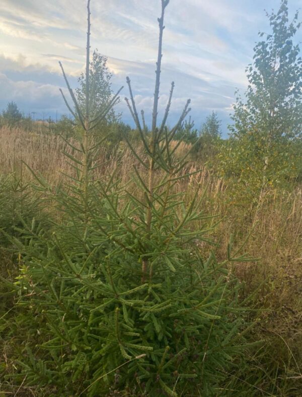 Ель ОБЫКНОВЕННАЯ