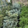 Ель колючая ГЛАУКА ГЛОБОЗА