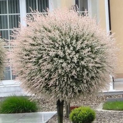 Ива цельнолистная ХАКУРО НИШИКИ на штамбе