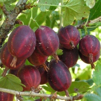 Крыжовник РУССКИЙ КРАСНЫЙ