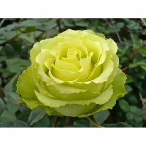 Роза чайно-гибридная ДОЛЛАР