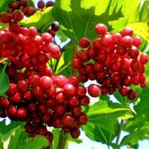 Калина ТАЕЖНЫЕ РУБИНЫ