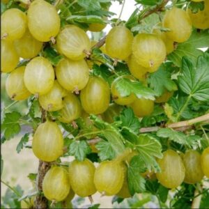 Крыжовник УРАЛЬСКИЙ бесшипный