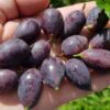 99 Крыжовник ГРУШЕНЬКА