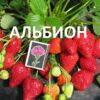 Клубника АЛЬБИОН рем