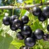 Смородина черная ЛЕНТЯЙ