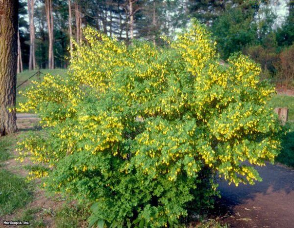 Акация желтая (Карагана древовидная)