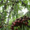 29 Черешня КРУПНОПЛОДНАЯ