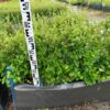 Блок живой изгороди Кизильник блестящий
