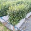 Блок живой изгороди Кизильник блестящий