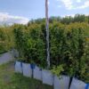Блок живой изгороди Кизильник блестящий