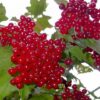 Калина садовая КРАСНАЯ ГРОЗДЬ