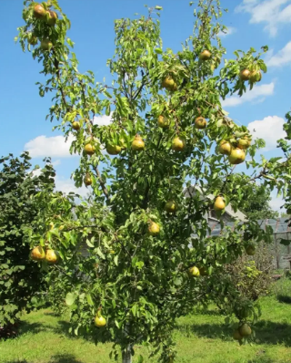 99 Груша ЛЕСНАЯ КРАСАВИЦА
