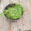 Вероника нитевидная C2/3