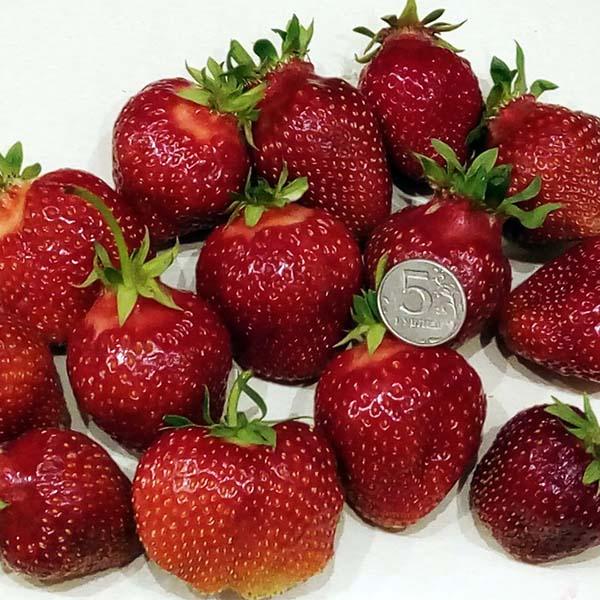 Клубника АРОЗА среднего срока созреванияя