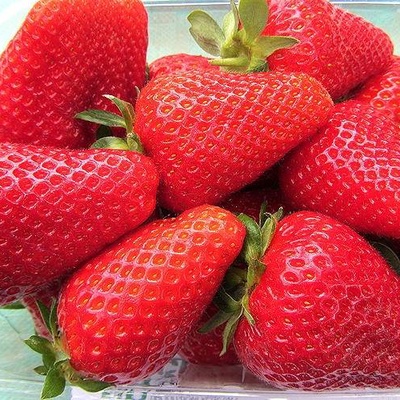 Клубника ПЕРЧИНКЬЮ ранняя