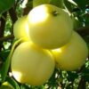 29 Яблоня Белый Налив (ПАПИРОВКА)