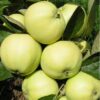 29 Яблоня Белый Налив (ПАПИРОВКА)