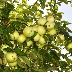 29 Яблоня Белый Налив (ПАПИРОВКА)