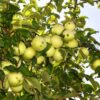 29 Яблоня Белый Налив (ПАПИРОВКА)