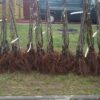 29 Яблоня Белый Налив (ПАПИРОВКА)