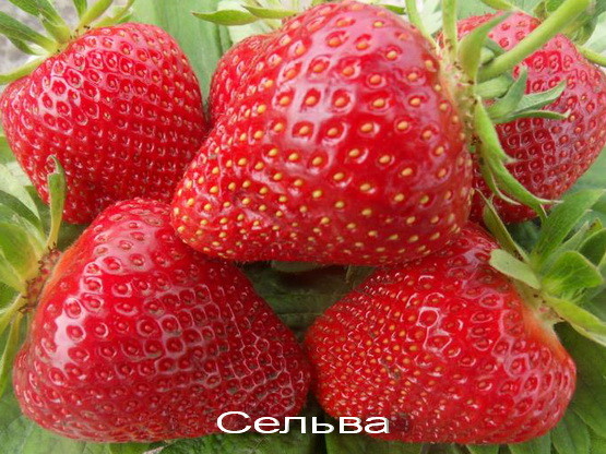 Клубника СЕЛЬВА