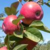 29 Яблоня МАКИНТОШ