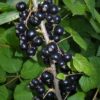 Смородина черная ОЛИВАС