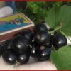 Смородина черная ОЛИВАС