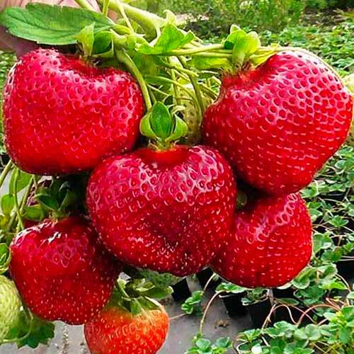 Клубника ФЛОРИДА БЬЮТИ рем