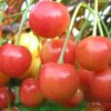Черешня БРЯНСКАЯ РОЗОВАЯ