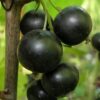 Смородина черная СЕЛЕЧЕНСКАЯ 2