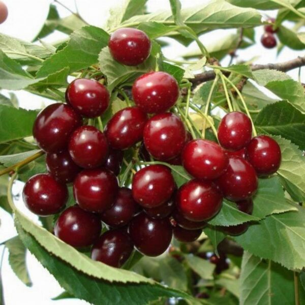 Вишня ПАМЯТЬ САХАРОВА