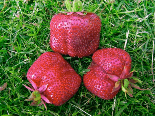 Клубника КИСС НЕЛИС
