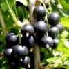 Смородина черная ПИГМЕЙ
