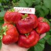 Клубника ЭЛЬСАНТА