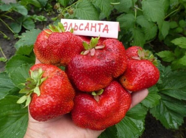 Клубника ЭЛЬСАНТА