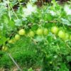 99 Крыжовник УРАЛЬСКИЙ бесшипный