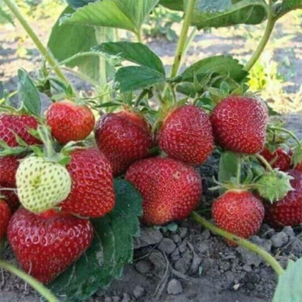 Клубника ЛОРД