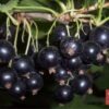 Смородина черная ДИКОВИНКА