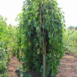29 Шелковица ЧЕРНАЯ (ТУТОВНИК) ПЛАКУЧАЯ
