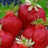 Клубника АУДЖИ