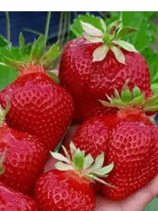 Клубника АУДЖИ