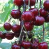 29 Черевишня (ДЮК) КОРМИЛИЦА