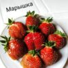 Земляника МАРЫШКА